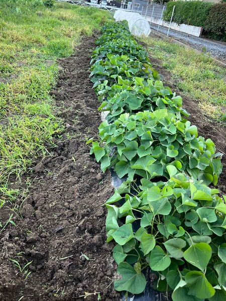 育てやすい安納芋(切り苗・芋蔓)20本になります