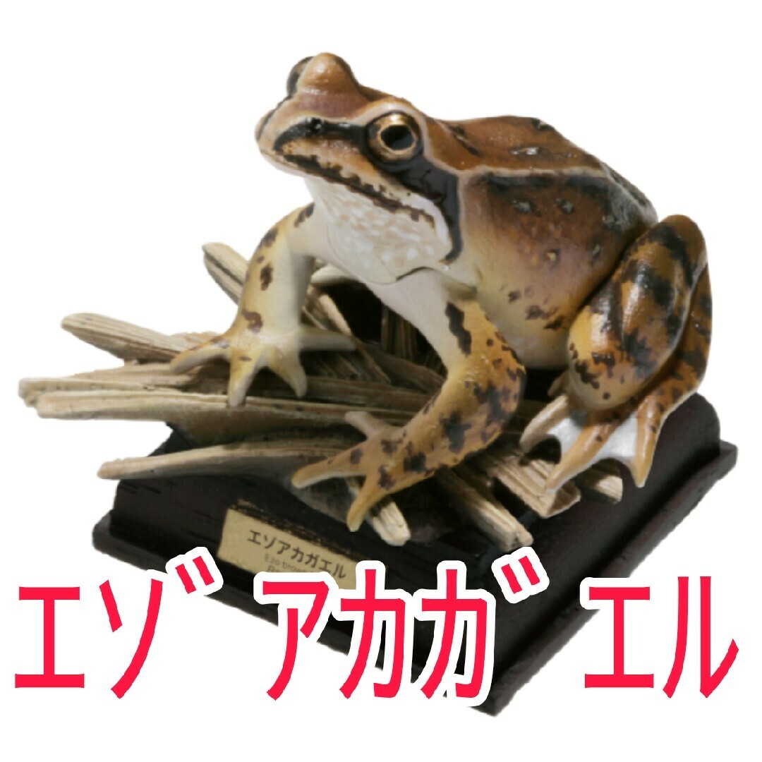 2025年最新】Yahoo!オークション -日本カエル図鑑の中古品・新品 2025年最新】Yahoo!オークション -日本カエル図鑑の中古品・新品