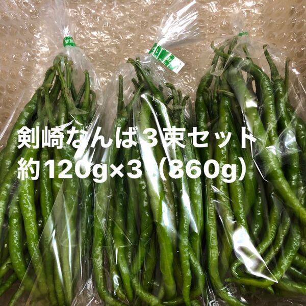 剣崎なんば(とうがらし)3束セット(約120g×3束)コンパクトボックス対応