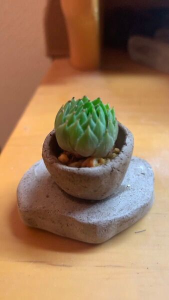 センペルビウム 鉢付き 多肉植物