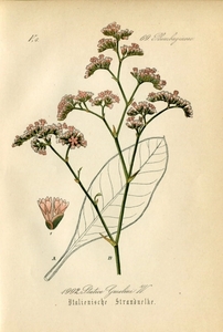 1884年 ドイツの植物 多色石版画 5枚 イソマツ科 イソマツ属 Statice ボタニカルアート アンティークプリント