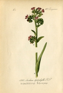 1884年 ドイツの植物 多色石版画 4枚 ムラサキ科 ウシノシタグサ属 Anchusa ウシノシタグサ アレチウシノシタグサ