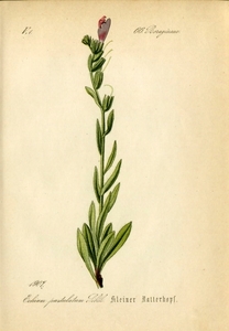 1884年 ドイツの植物 多色石版画 4枚 ムラサキ科 シャゼンムラサキ属 Echium シベナガムラサキ シャゼンムラサキ