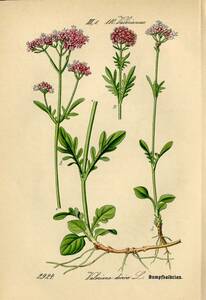 1880年 多色石版画 ドイツの植物 スイカズラ科 カノコソウ属 Valeriana 5枚