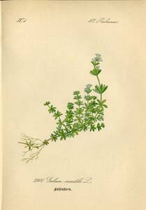 1880年 多色石版画 ドイツの植物 アカネ科ヤエムグラ属 Galium 4枚