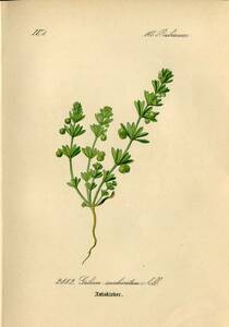 1880年 多色石版画 ドイツの植物 アカネ科 ヤエムグラ属 Galium 4枚 トゲナシムグラ