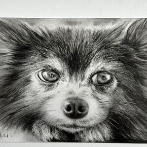 犬の鉛筆画 原画 ハガキサイズ