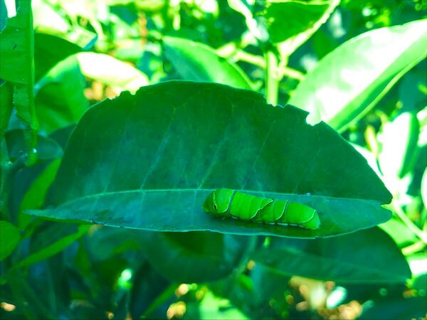 八朔の葉 枝付き 無農薬 アゲハ蝶の餌