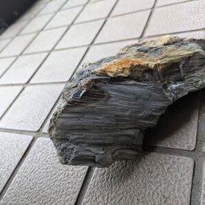 木化石