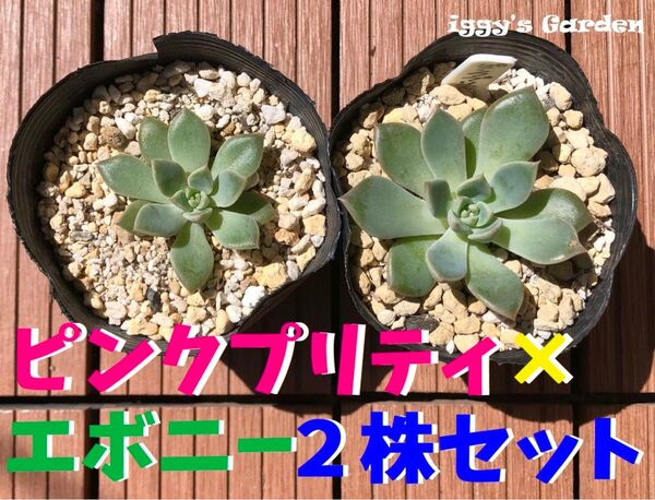 【交配多肉】ピンクプリティ×エボニー2株セット【抜き苗】