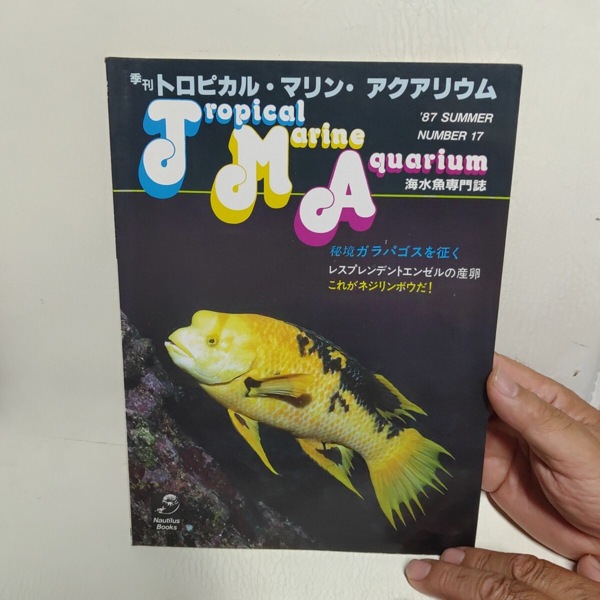 2025年最新】Yahoo!オークション -海水魚(観賞魚)の中古品・新品 2025年最新】Yahoo!オークション -海水魚(観賞魚)の中古品・新品