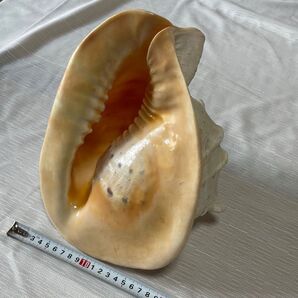 貝殻の置物 トウカムリガイ