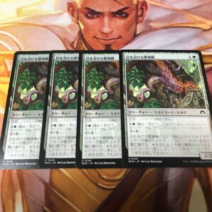 MTG 日を浴びる繁殖鱗/Basking Broodscale 4枚