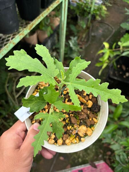 Caprifig 接木苗 1鉢 イチジク苗木