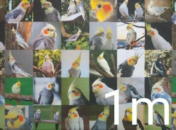 【ゆきちゃん限定】X067-4 オカメインコ リアル パネル柄 布 1m