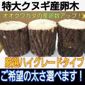 貴重なクヌギ産卵木【3本】太さ8~14㎝の中から選べます! 長さ13㎝カット☆硬めを好むオオクワガタ向き! 埋め込みマットも同梱できます