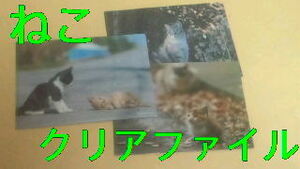クリアファイル　岩合光昭　季節のねこクリアファイル　コラボ　3枚セット　シャノアール