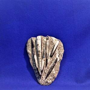 直角貝化石　1.5ｋｇ化石標本　飾り石　鑑賞石　モロッコ産【送込】海のパワーストーン