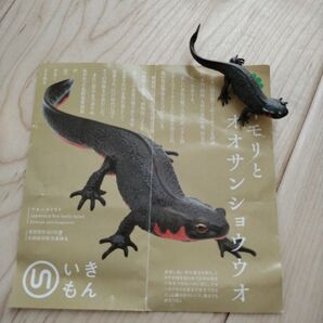 新品 いきもん ネイチャーテクニカラー アカハライモリ マグネット