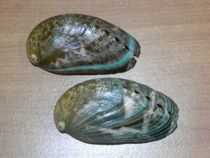 貝の標本 Haliotis asinina set 2.nice color 
