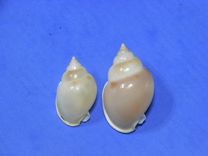 貝の標本 Phalium glabratum set 2.Indonesian