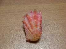 貝の標本 Cardita crassicosta 38.8mm_画像1