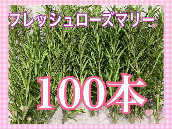 無農薬とれたてフレッシュローズマリー 100本