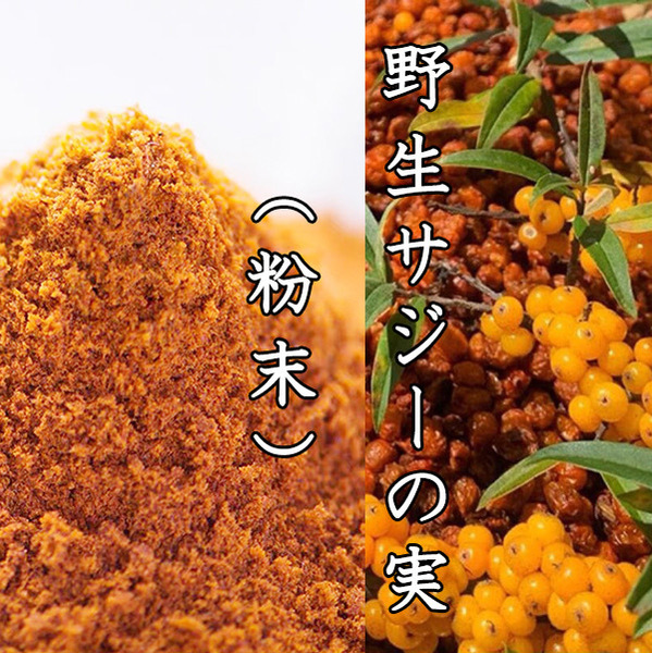 サジー(沙棘)の粉末 乾燥 50g×2袋 新疆野生原料そのまま 無添加