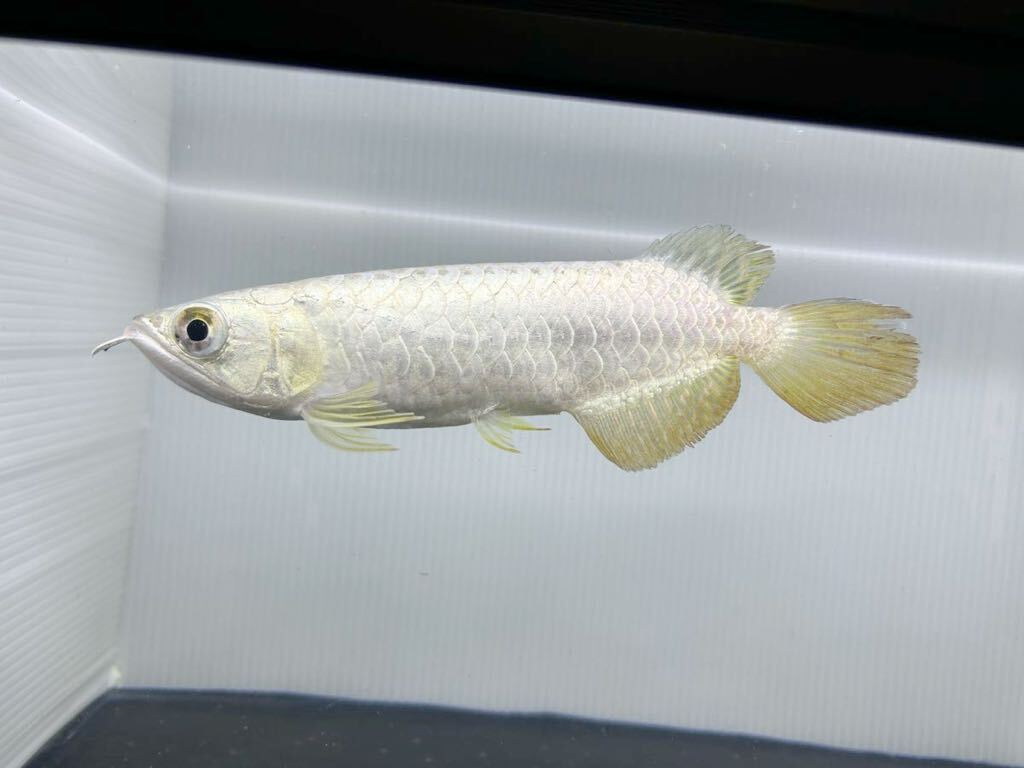 アジアアロワナ 高背金龍 Yankee GOLD(ヤンキーゴールド アジアアロワナ 高背金龍 Yankee GOLD(ヤンキーゴールド