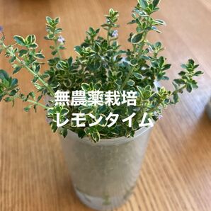 無農薬栽培 レモンタイム