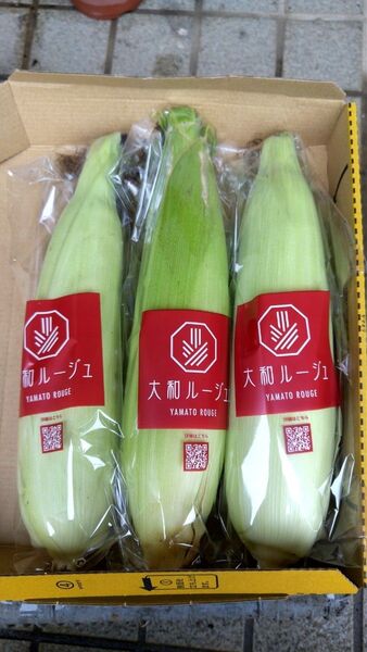 赤いスィートコーン