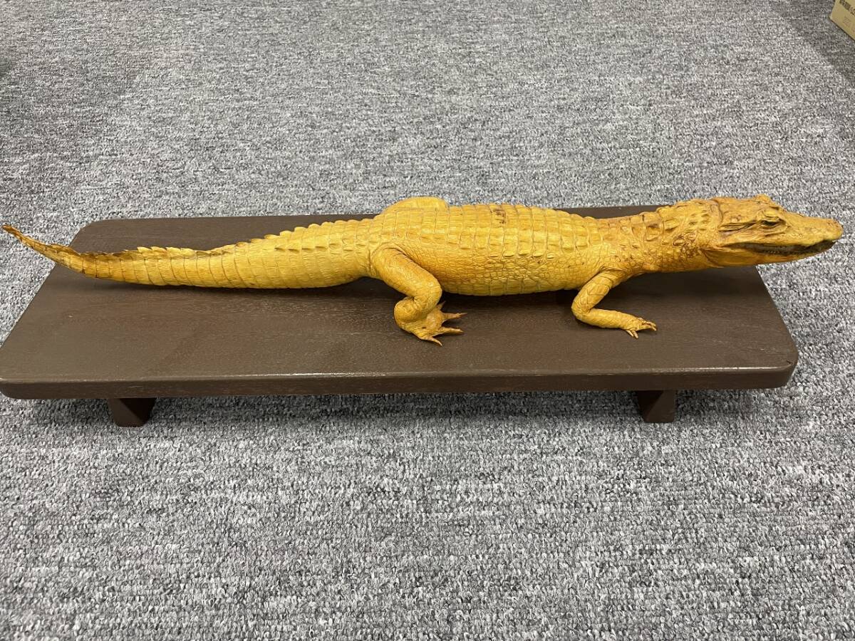 2025年最新】Yahoo!オークション -ワニ 剥製の中古品・新品・未