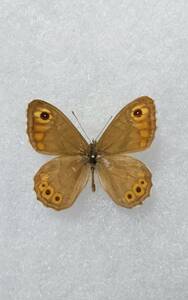 蝶 標本 ヒマラヤの蝶　サクラウラジャノメ