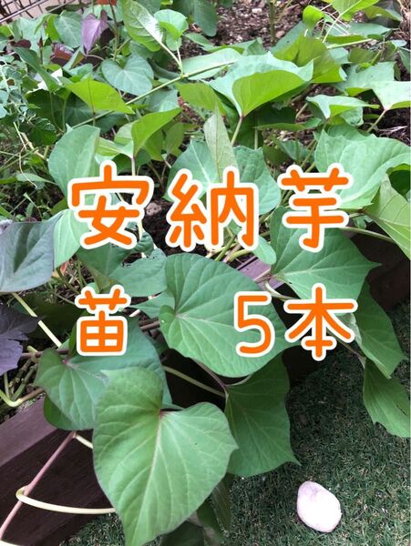 安納芋 苗 有機無農薬