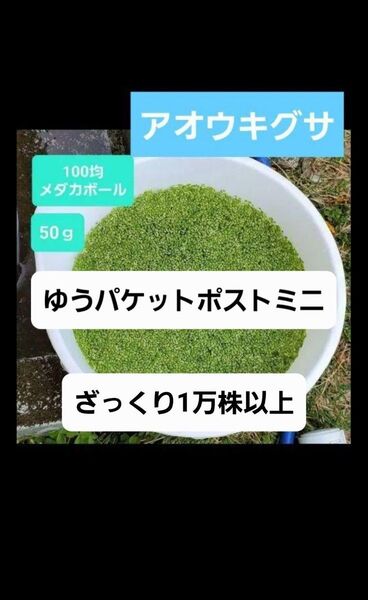 アオウキクサ 青浮草 水草 水質浄化 メダカ 金魚 メダカのおやつ 金魚のおやつ 稚魚の隠れ家