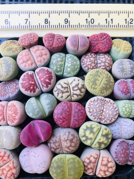SALE 多肉植物 リトープス カラフルセット 50玉 大玉 1.5cm以上 抜き苗