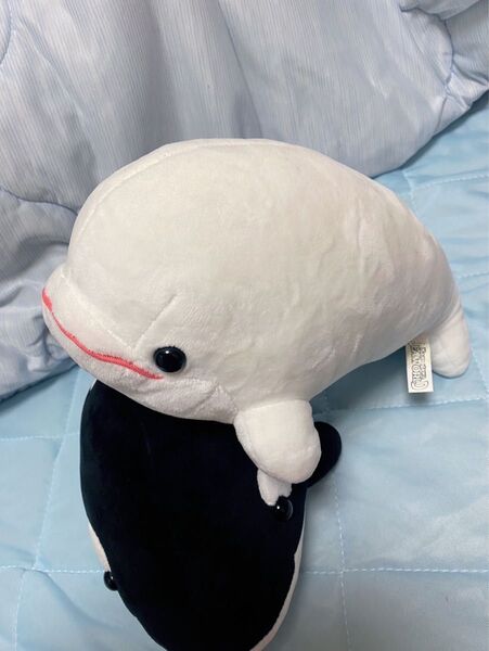 鴨川シーワールド ベルーガ 白イルカ ぬいぐるみ 海の生き物 仲間 モチモチ 可愛い 抱き枕 クッション 水族館 コレクション