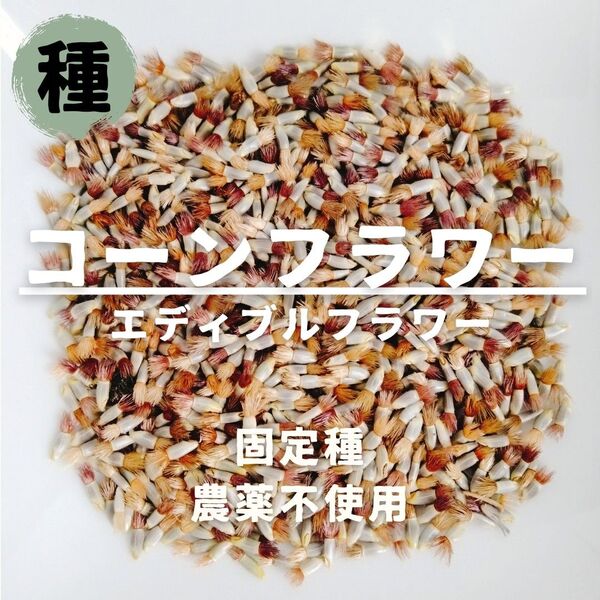 【種】コーンフラワー 矢車菊(エディブルフラワー用) 無農薬 30粒