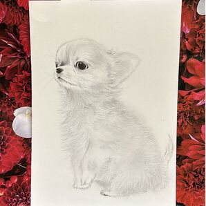 チワワ 鉛筆画 原画