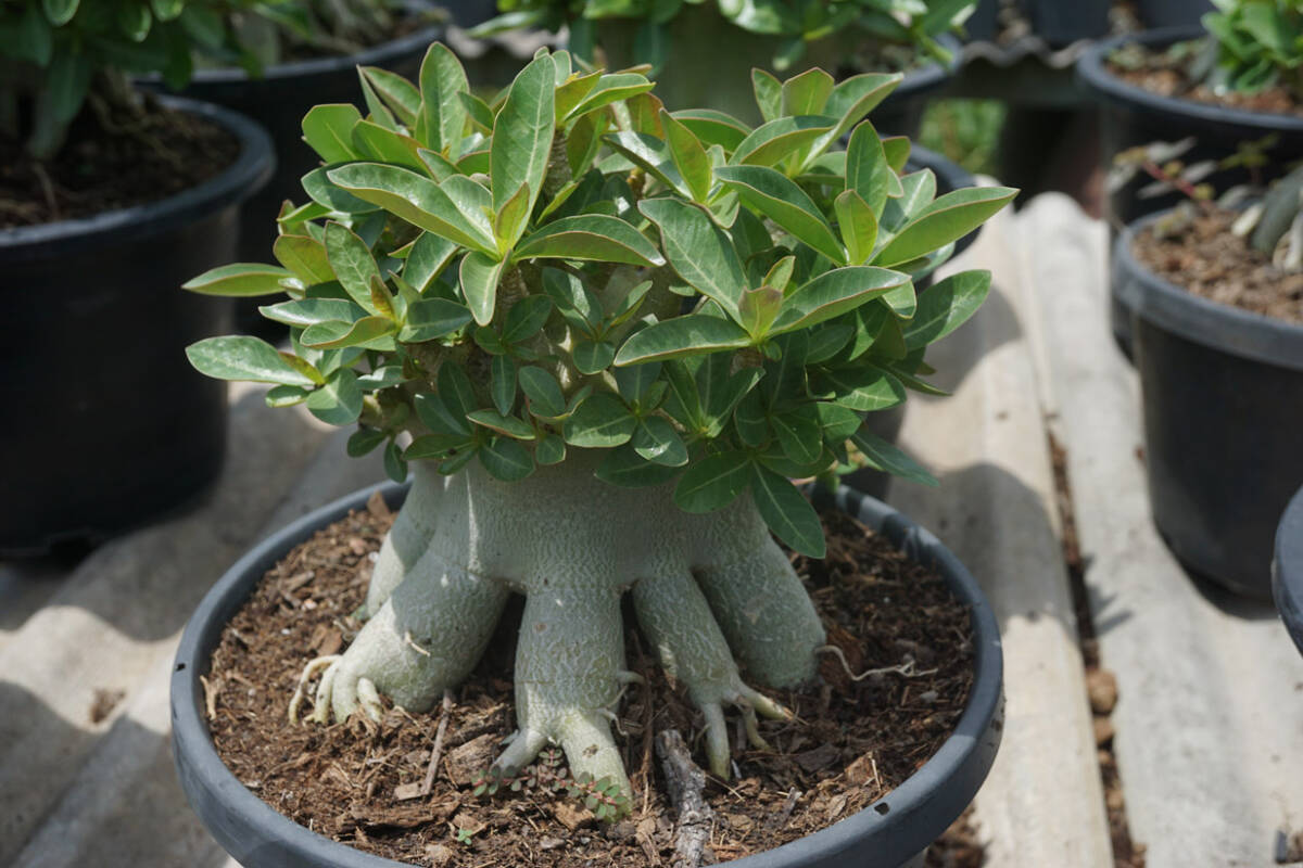 ひろさん専用 4点まとめ 11月7日 ☆セール Adenium arabicum 【管理番号4】アデニウム アラビカム