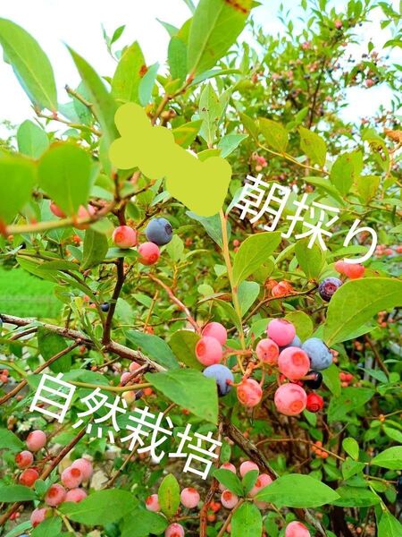 ブルーベリー 実 果実 450g!!