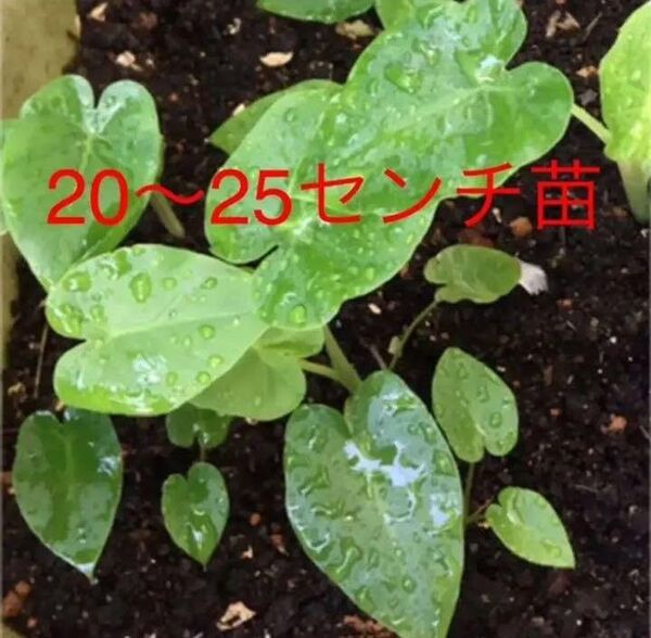無農薬ハスイモの苗10本
