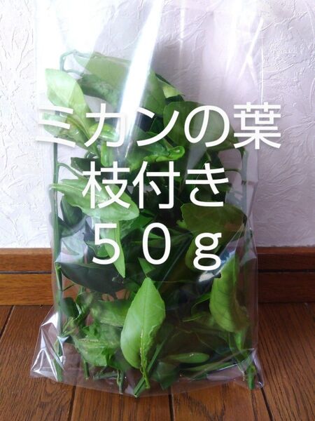みかんの葉小枝付き 約50g 新鮮 農薬不使用