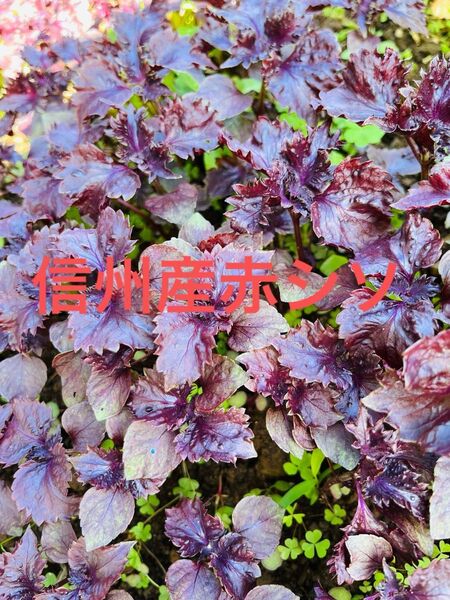 【信州産】赤紫蘇 しその葉 シソ 自然栽培 無農薬 無施肥