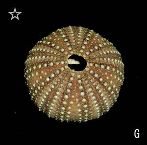☆☆☆ G ウニ 殻 検 標本 エーゲ海のウニ 3.6cm位 検 オブジェ インテリア 貝 貝殻 クラフト パーツ 素材