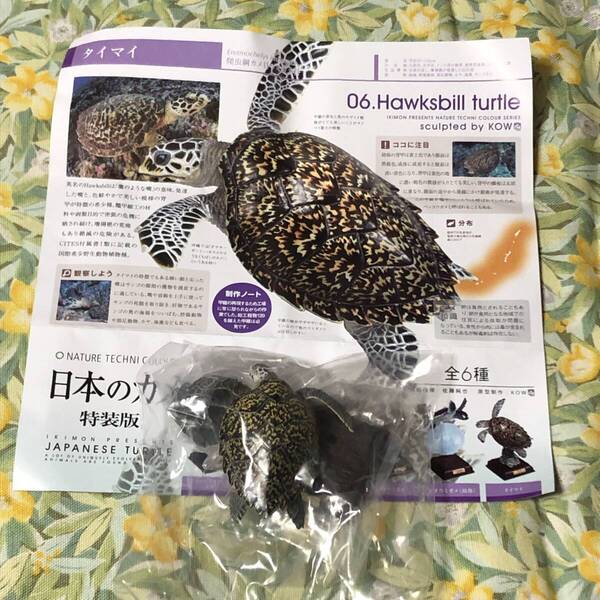 送料無 タイマイ 日本のカメ 特装版 ガチャ/ネイチャーテクニカラー/亀/