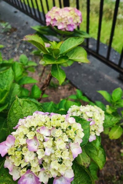 挿し穂 挿し木用 アジサイ5本