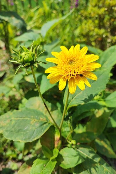 キクイモモドキ花苗根っこ付