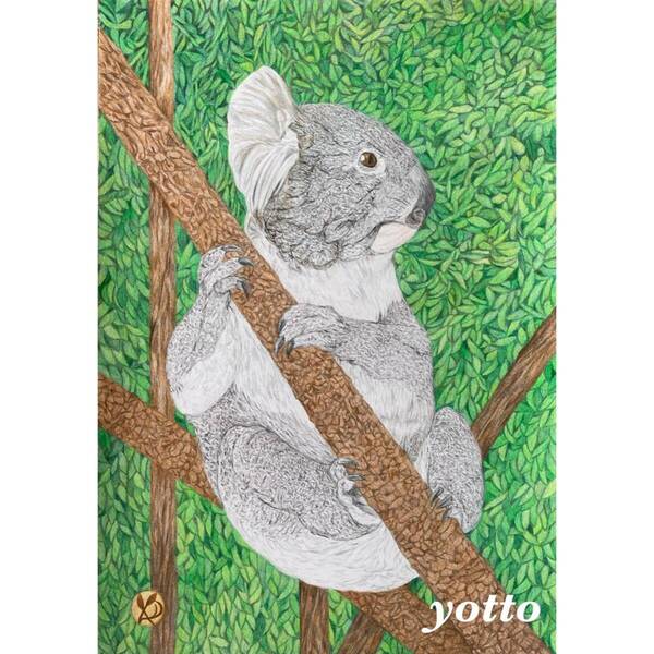 色鉛筆画「 コアラ 〜 koala 〜 」A4・額付き◇◆手描き◇原画◆コアラ◇◆yotto■50%OFF