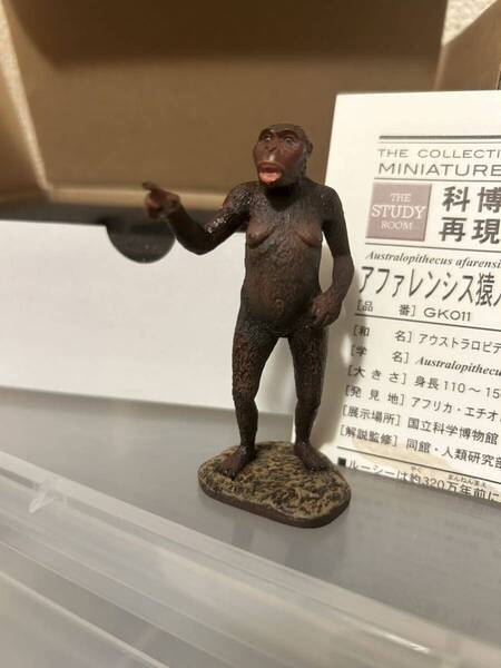 【即決・送料無料】 科博所蔵品再現モデル アファレンシス猿人 ルーシー フィギュア 海洋堂 ☆